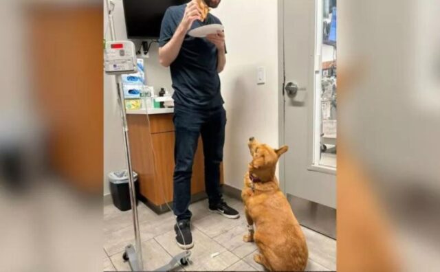 Il cane si era appena risvegliato dall’anestesia: nessuno si sarebbe aspettato la sua richiesta
