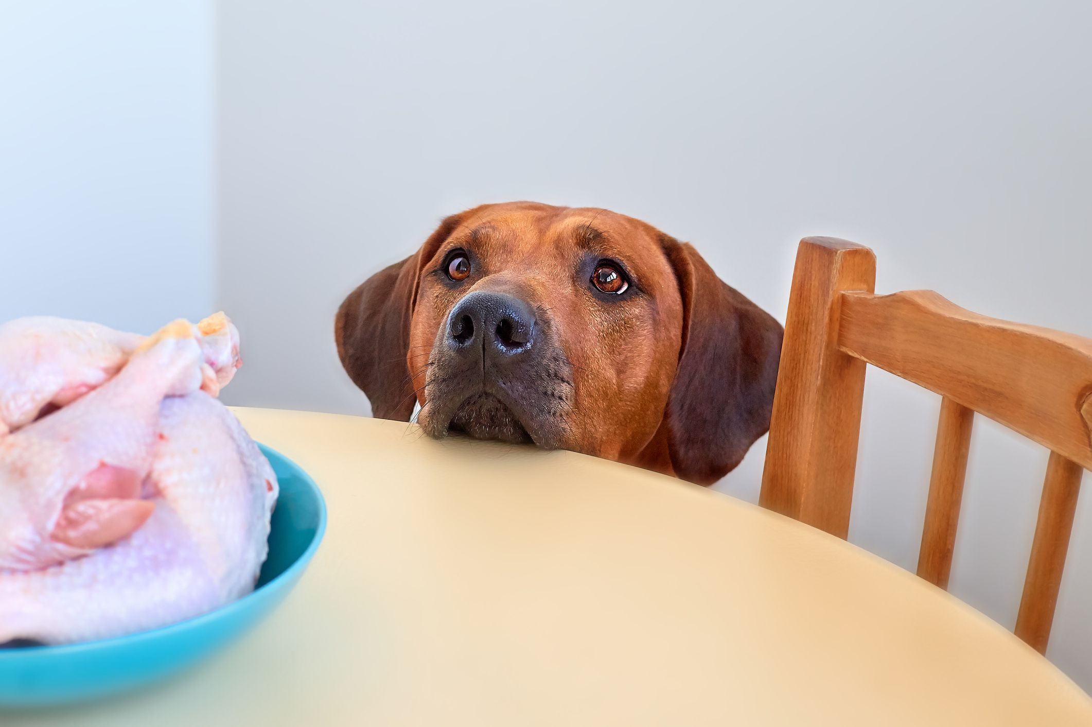 cane guarda carne cruda