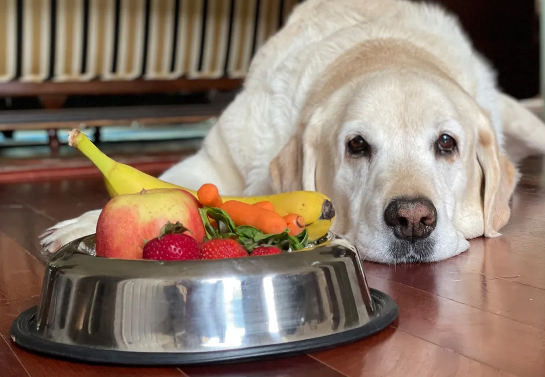 cane mangia frutta e verdura