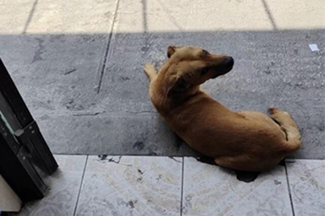 Cane randagio fa amicizia con un commerciante che gli dà da mangiare e gli fa le coccole