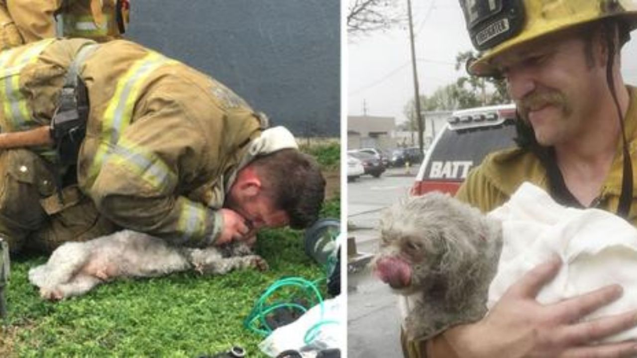 cane rianimato dai pompieri