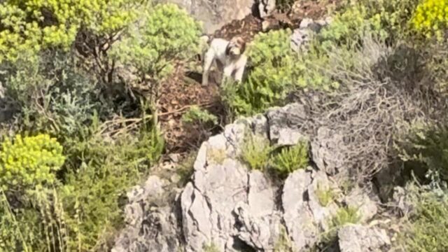 Cane rimasto bloccato in un dirupo, salvo grazie al proprietario che non ha smesso di chiamarlo