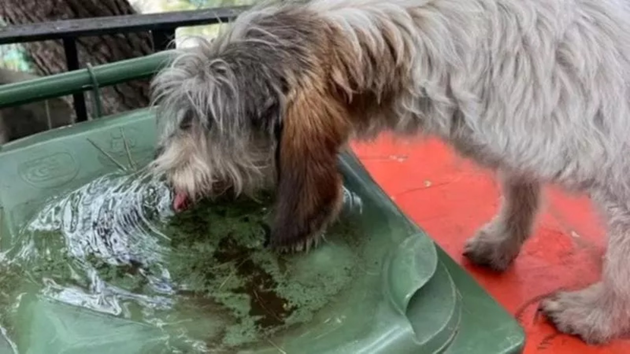 Cane beve acqua