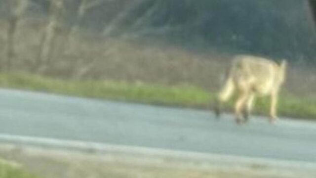 Cane scambiato per un lupo nelle campagne mantovane: è tornato a casa