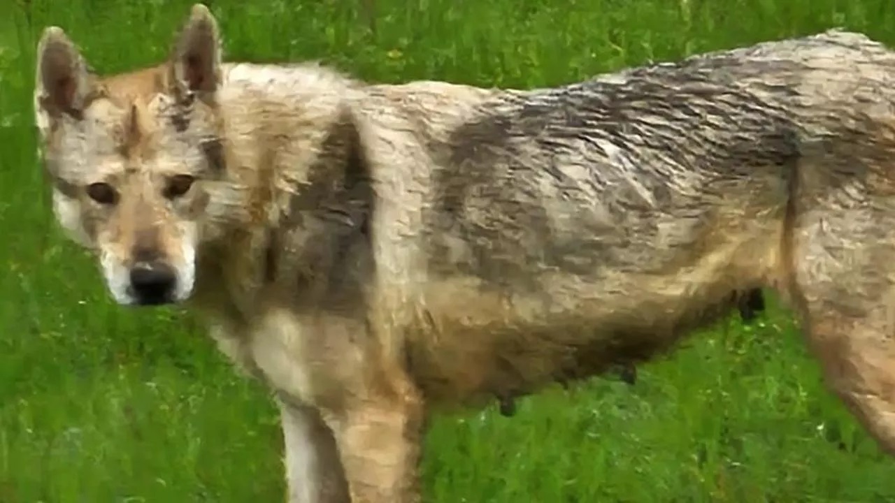 Cane scambiato per lupo