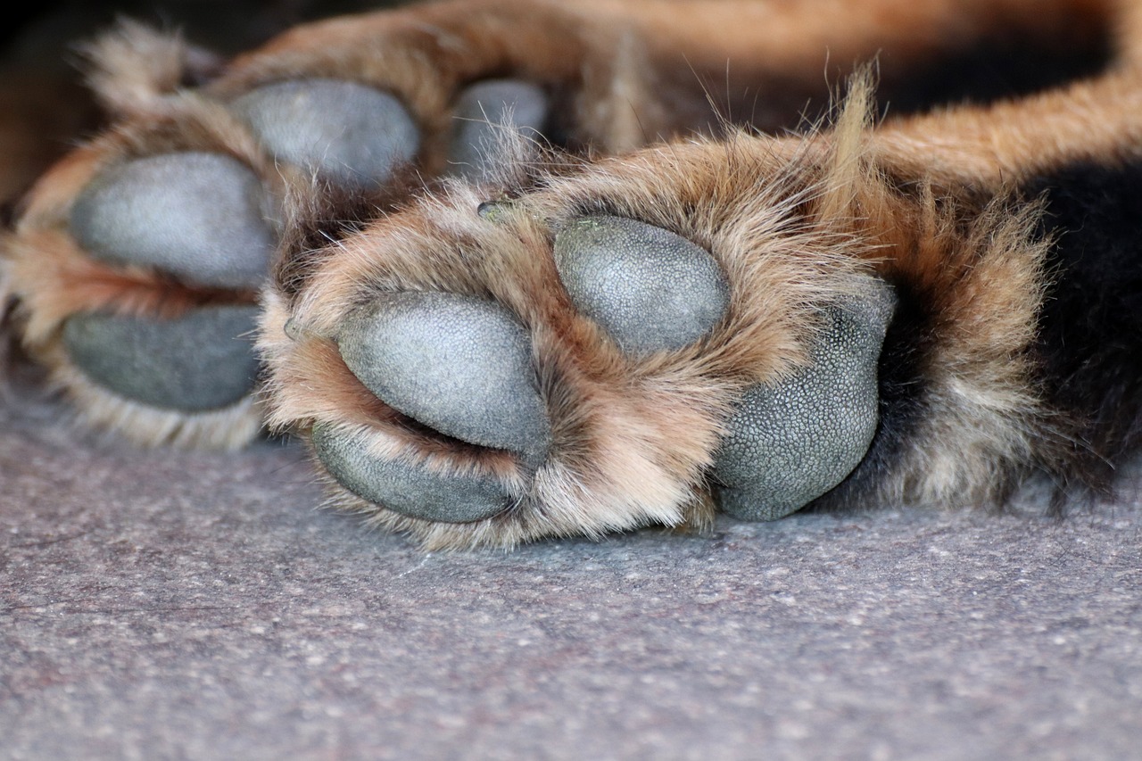 Zampa del cane a terra