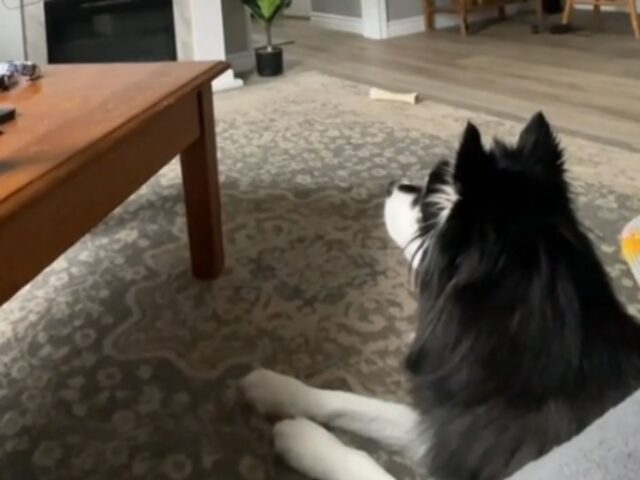 L’Husky guarda la tv ma si blocca incantato quando si accorge che sullo schermo c’è… proprio lui