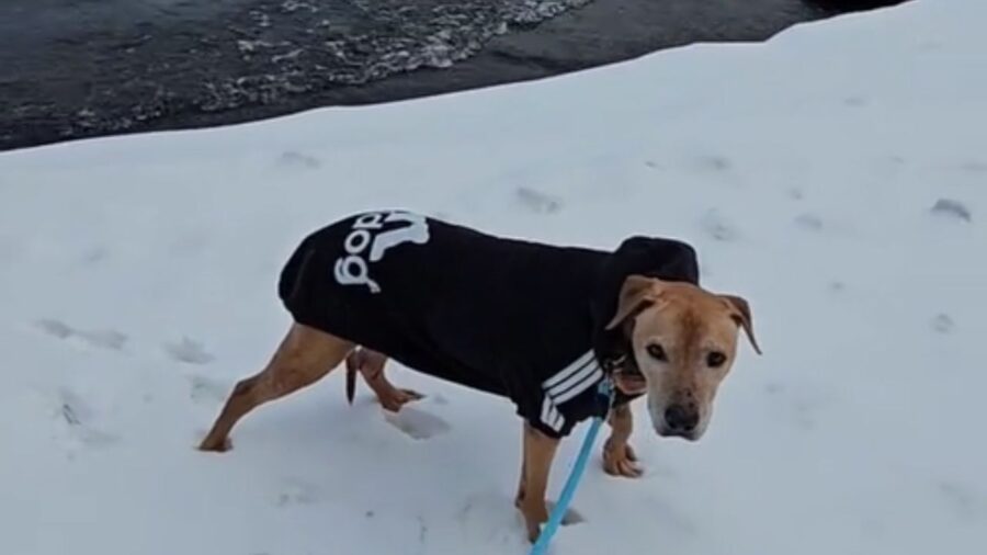 cane che indossa una t-shirt con stampa