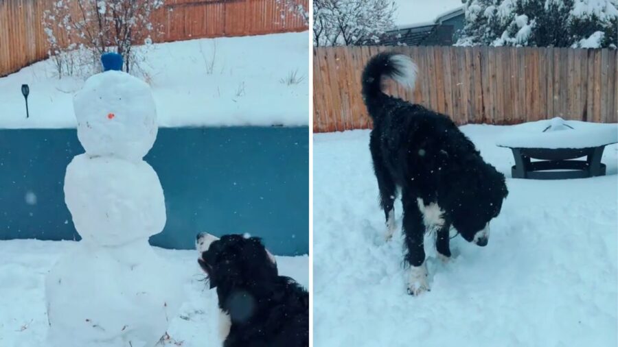 cane vicino ad un pupazzo di neve
