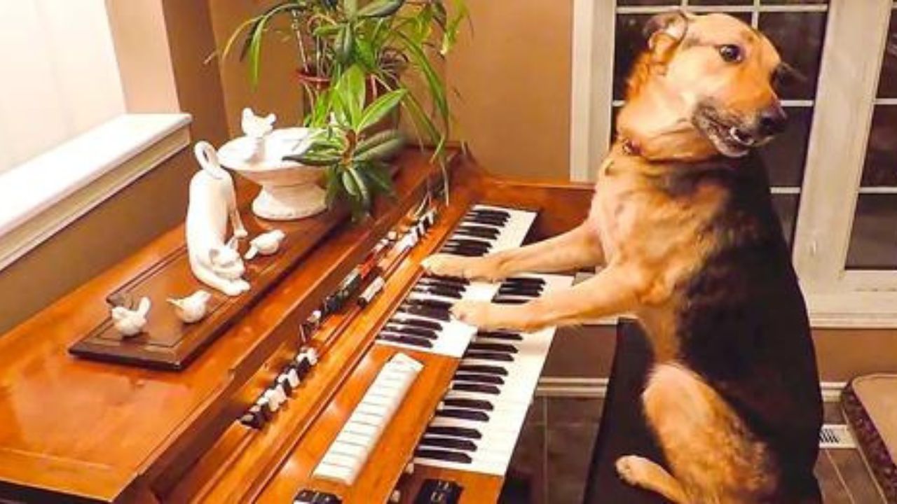 cane suona pianoforte