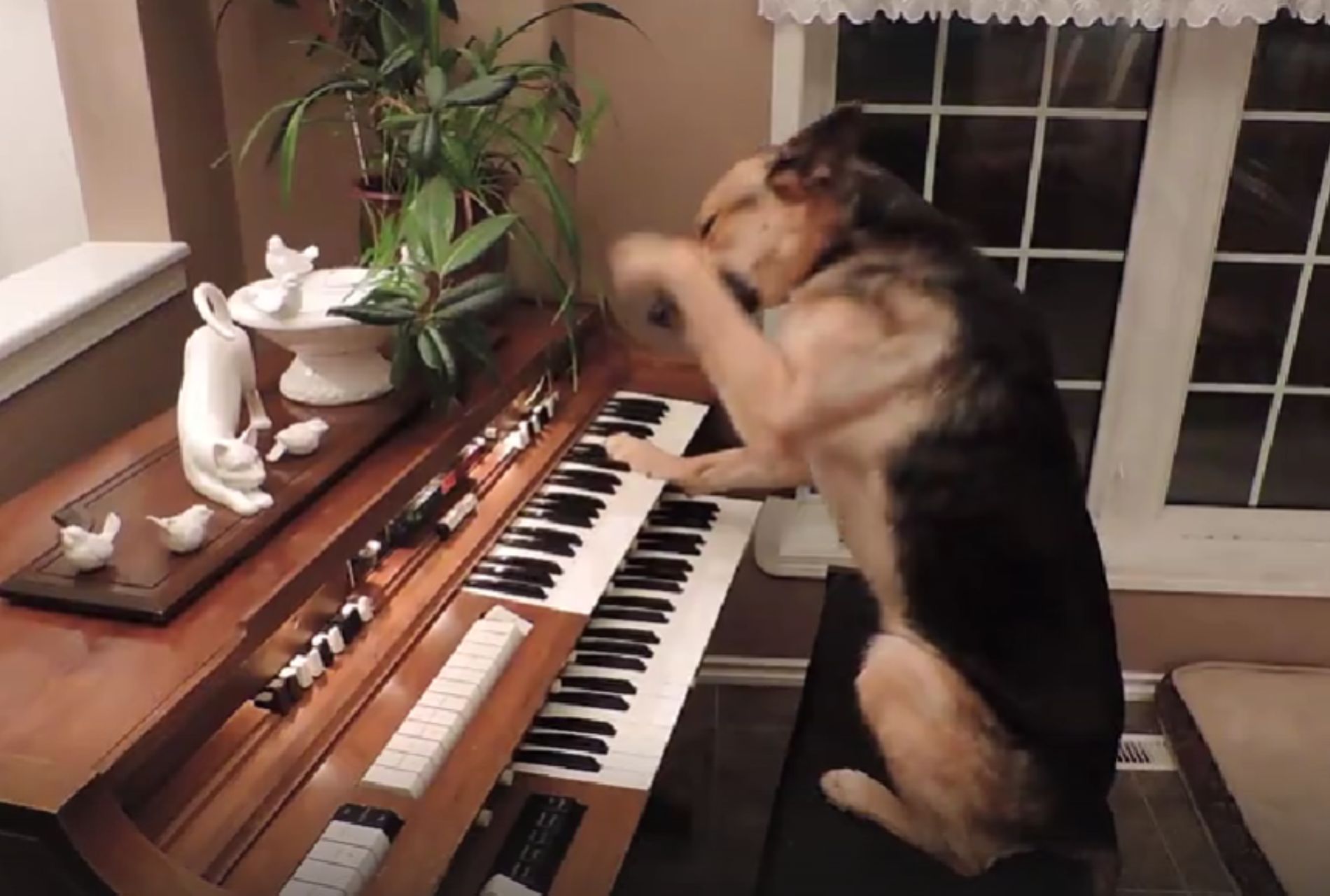 cane suona pianoforte