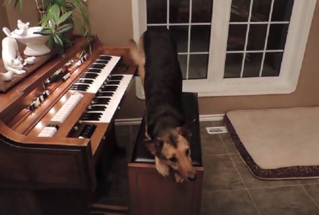 Il cane adottato decide di fare una performance al pianoforte per far capire quanto si sente a suo agio