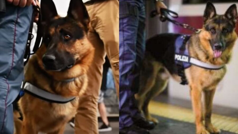 cane vicino ad un poliziotto