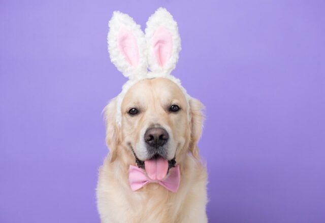 Il cane può mangiare la torta pasqualina?