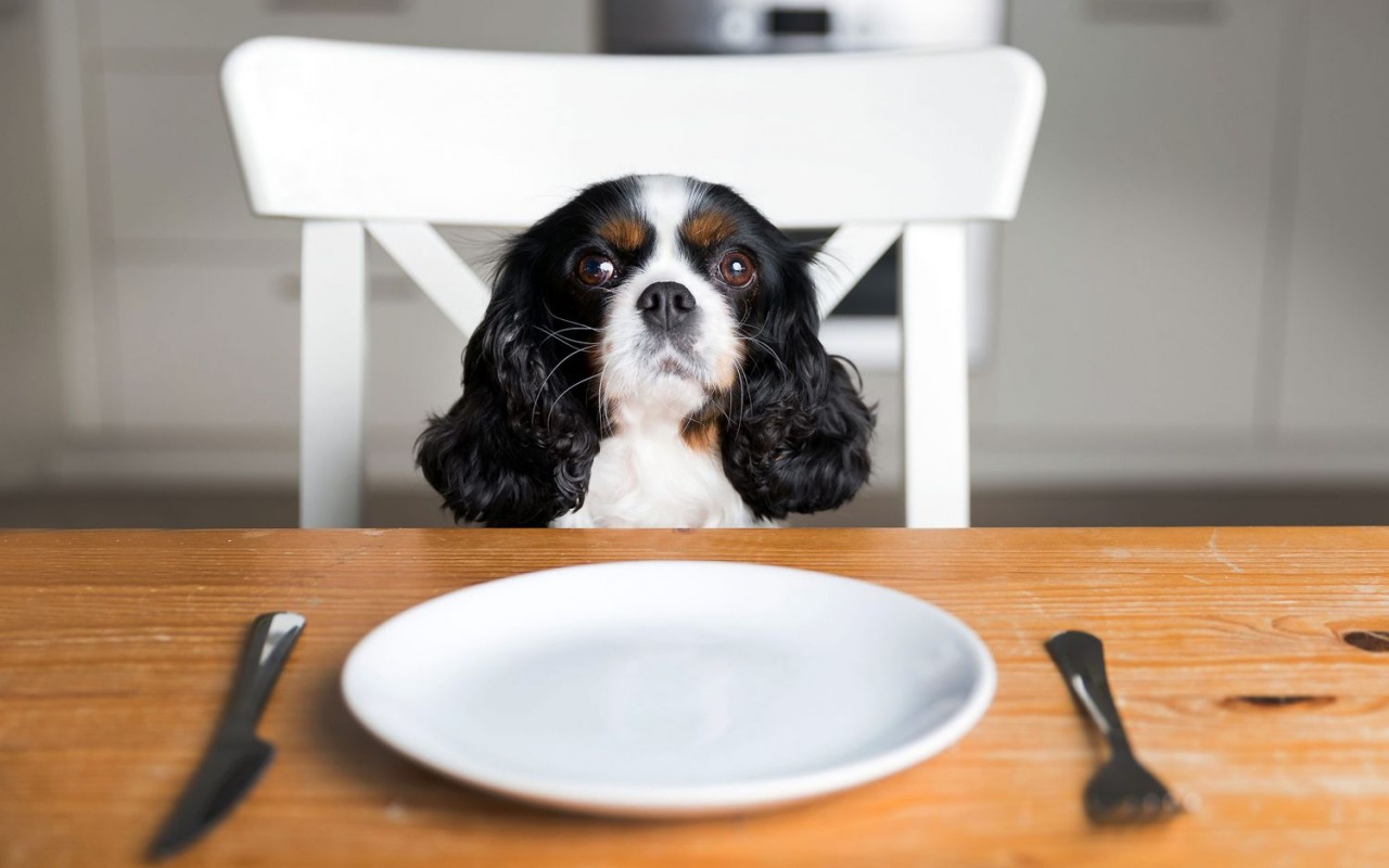 cane cavalier king charles spaniel a tavola