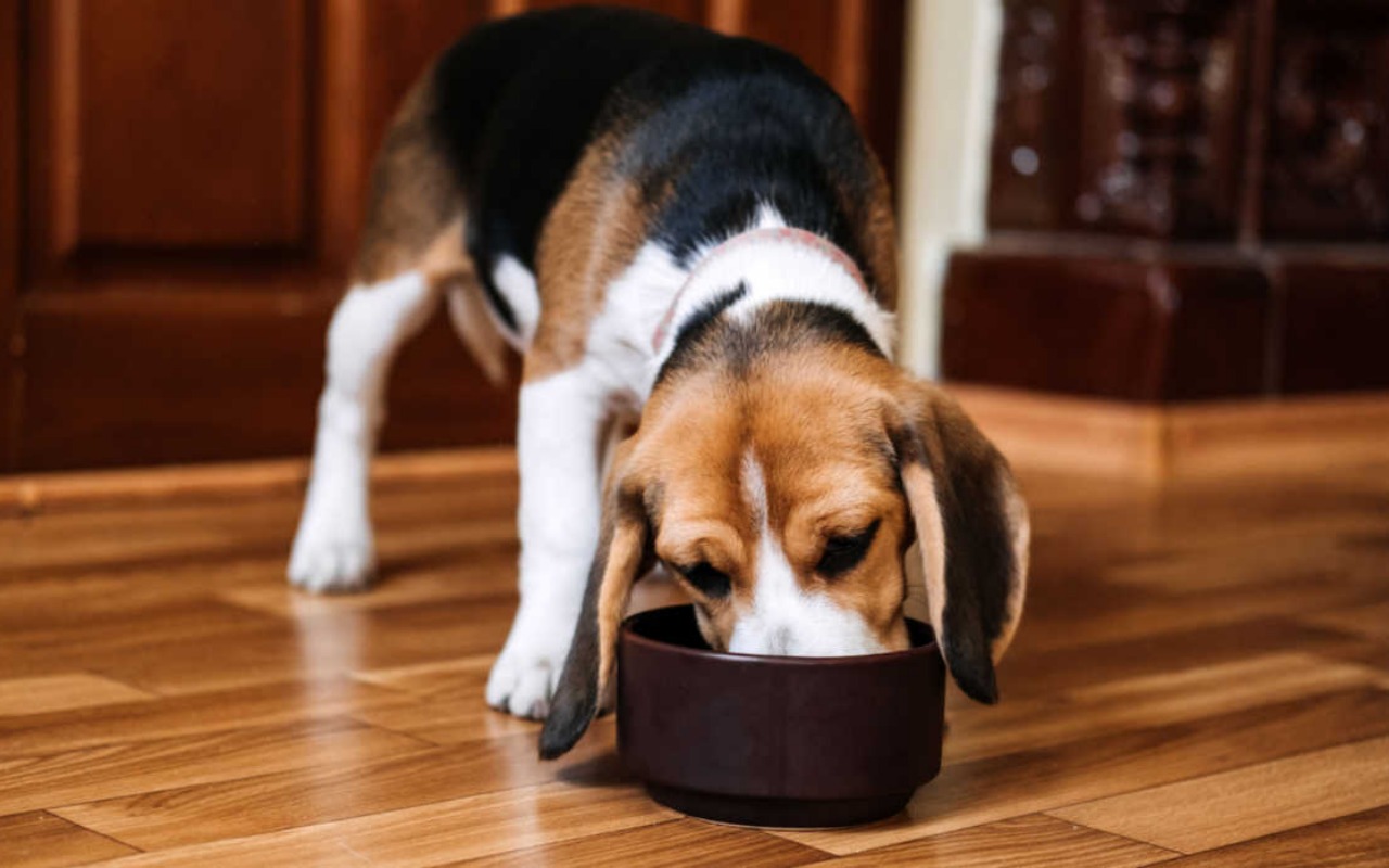 cagnolino che mangia la pappa nella ciotola