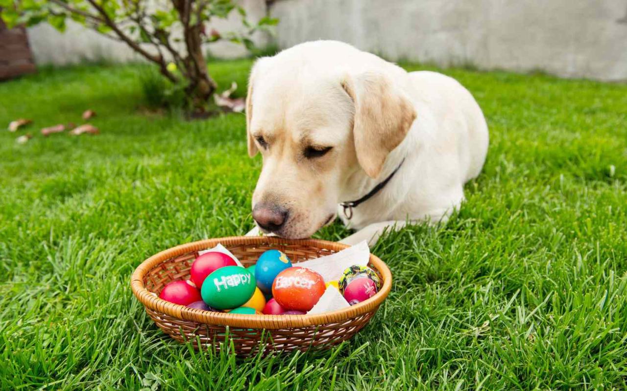 cane mangia le uova di cioccolato