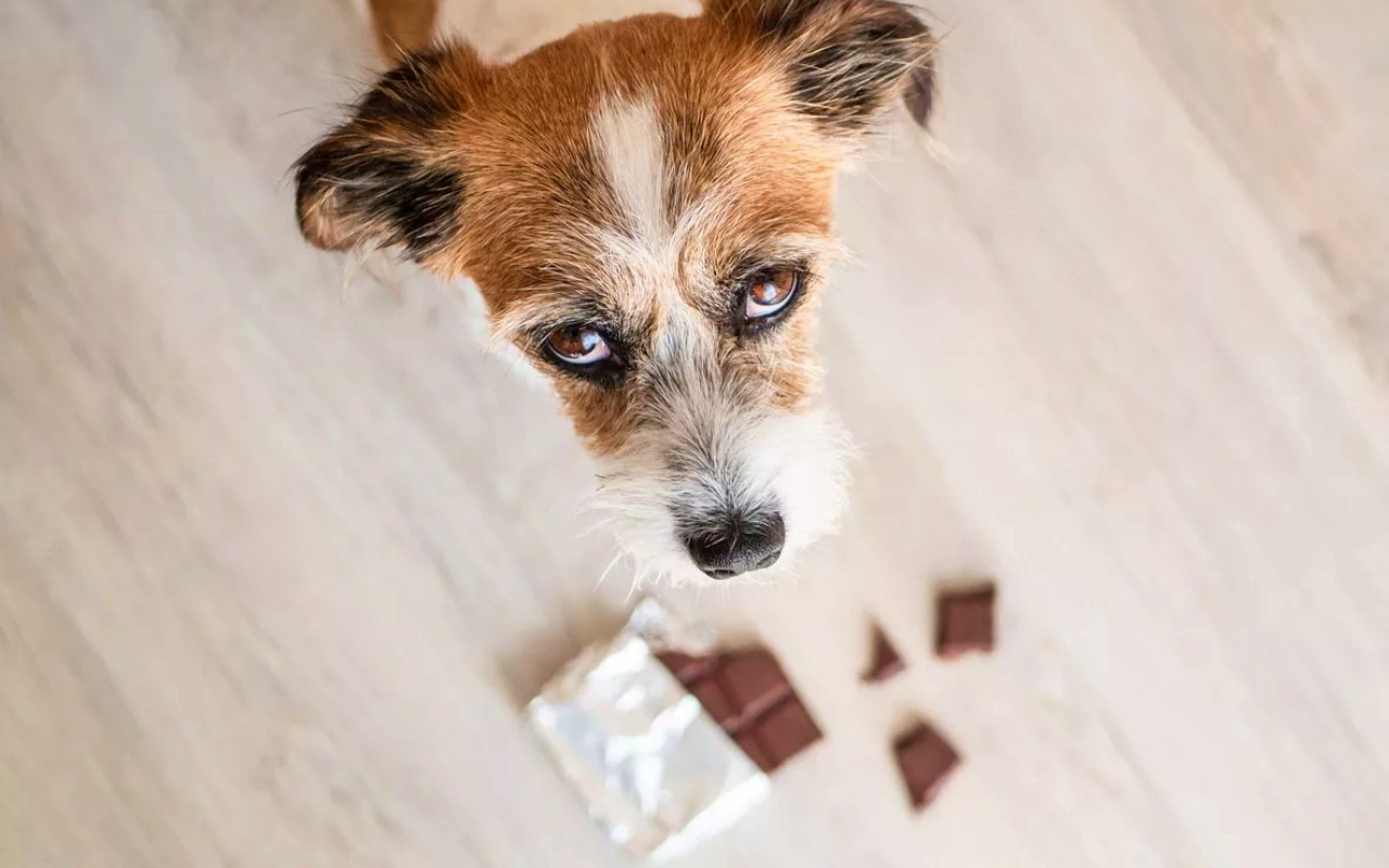 cane mangia cioccolato