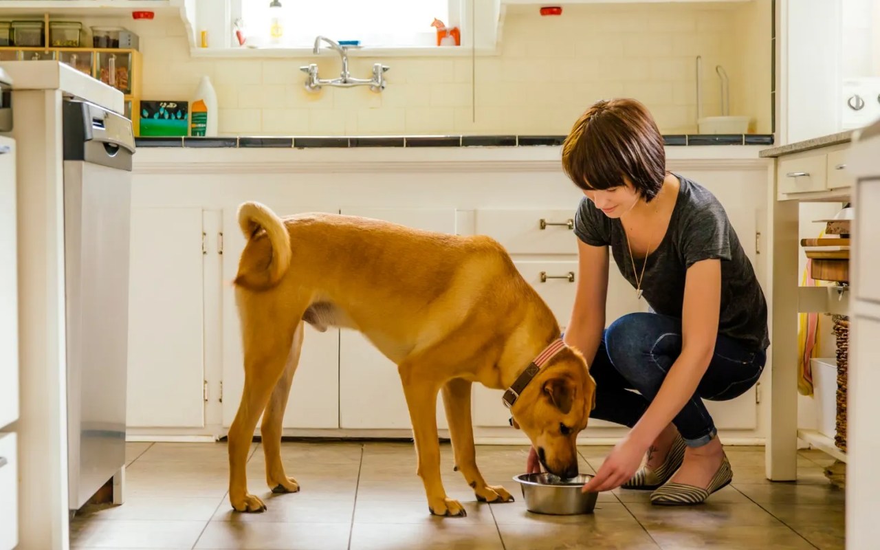 ragazza dà la pappa al suo cane