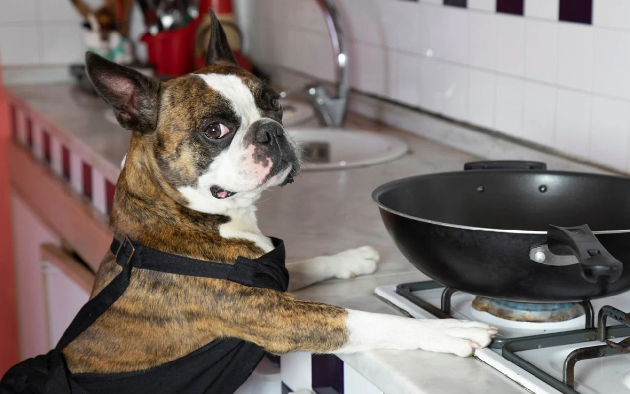 cane davanti alla padella in cucina