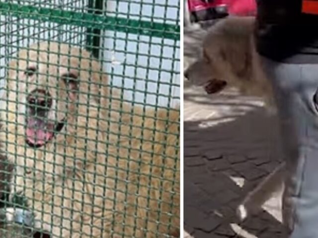 Salvato dalla crudeltà e dalla fine imminente: questo cane salvato in provincia di Napoli ha rischiato grosso