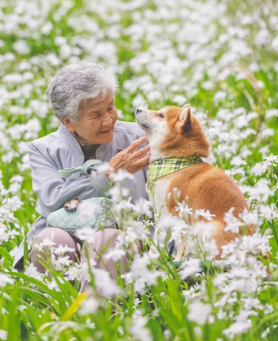 una nonna con uno shiba inu