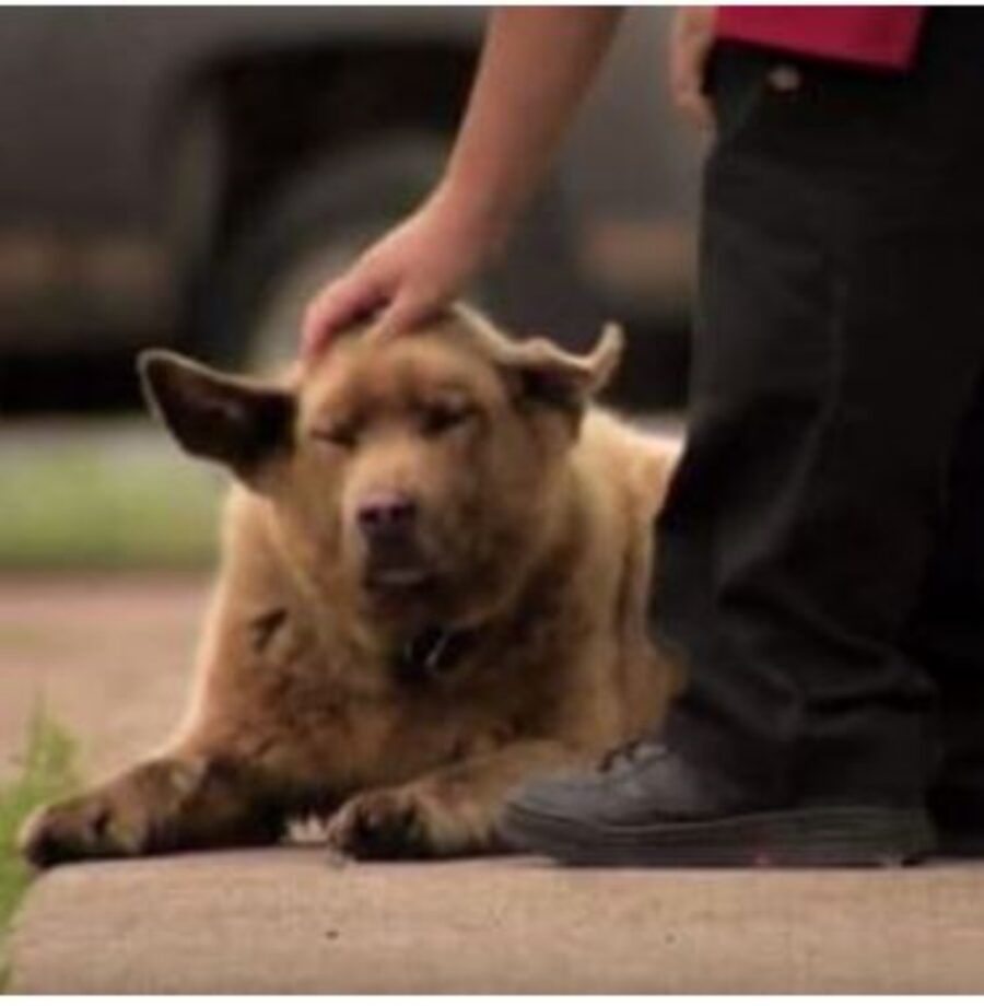 un cane marrone