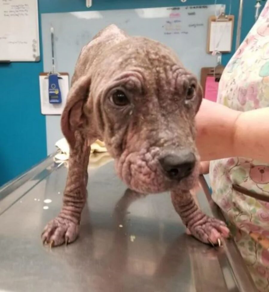 un cagnolino malato