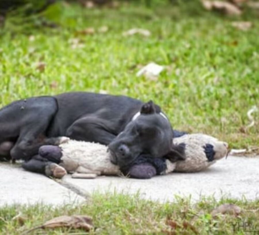 un cane randagio che abbraccia un peluche