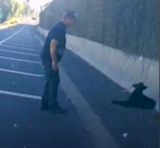 L’uomo ha trovato questo cane che giaceva al bordo della strada: si è reso subito conto che doveva fare qualcosa