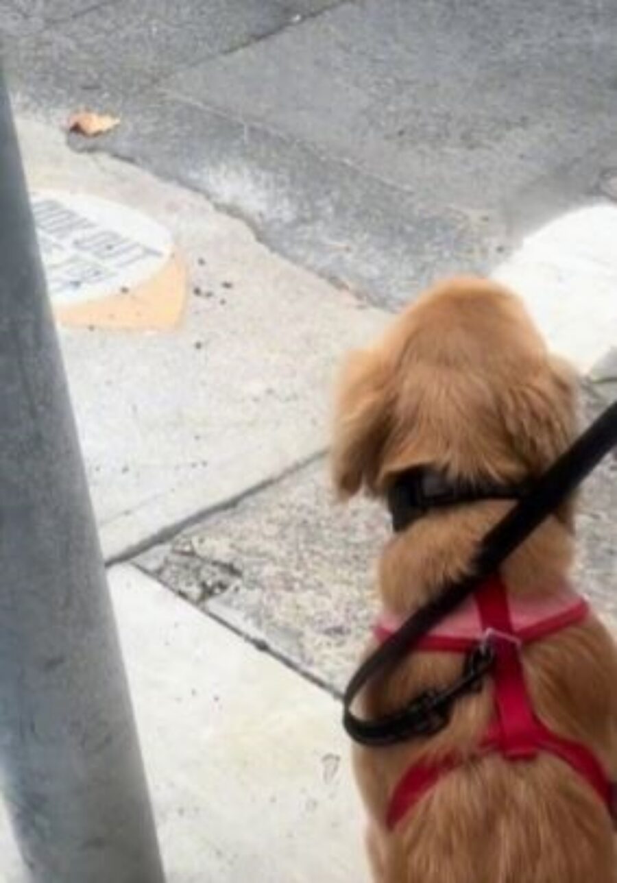 un cane correttamente seduto