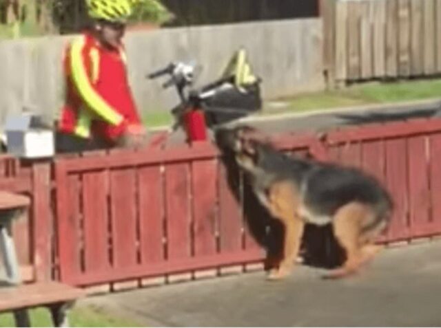 La telecamera nascosta riprende la dolcissima routine di questo cane e del postino