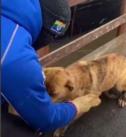 Un’intera squadra sportiva si è mobilitata per far sì che mamma cagnolina e i suoi cuccioli non annegassero