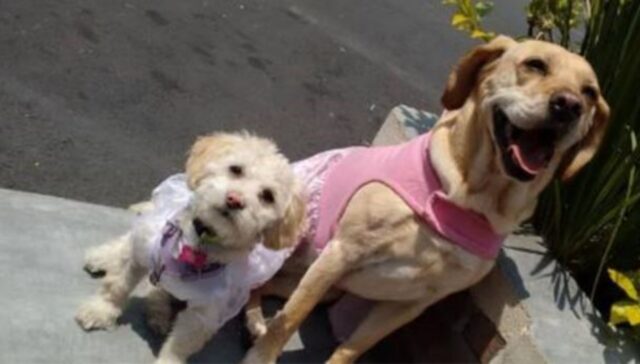 Queste due cagnoline sono riuscite a conquistare tutti con il loro rapporto e con i loro outfit super fashion