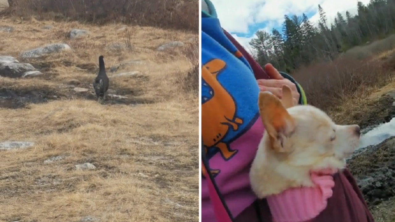 Chihuahua a passeggio con il gatto