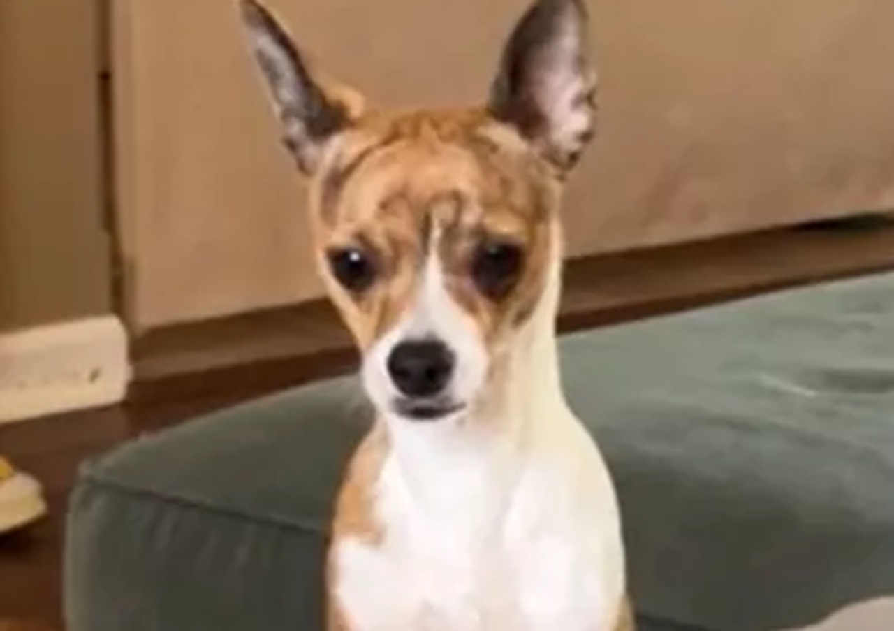 Cane Chihuahua 