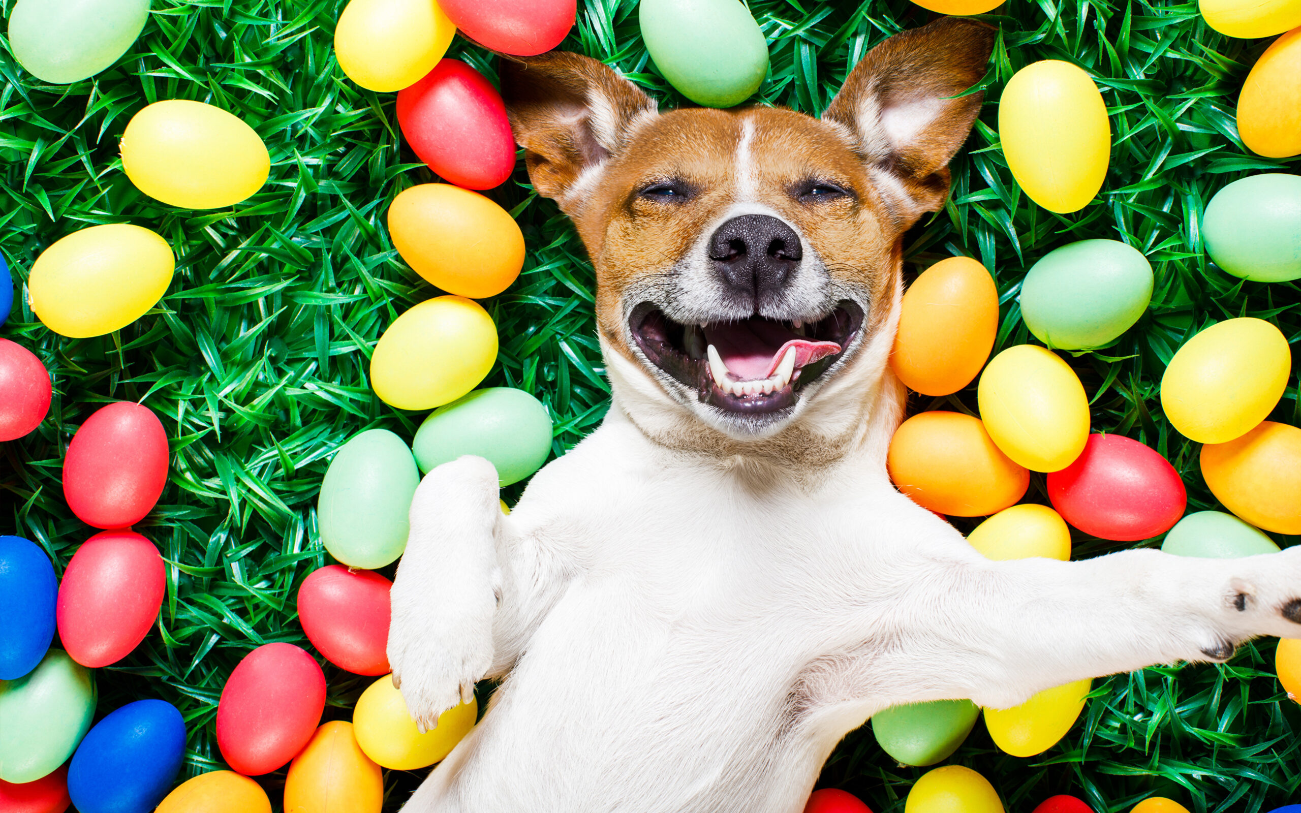 cane in un prato con uova di pasqua