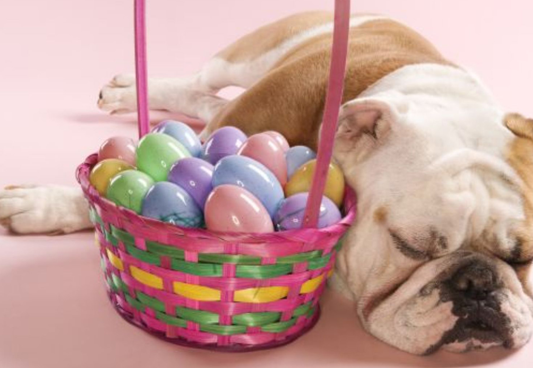 cane dorme accanto a uova colorate
