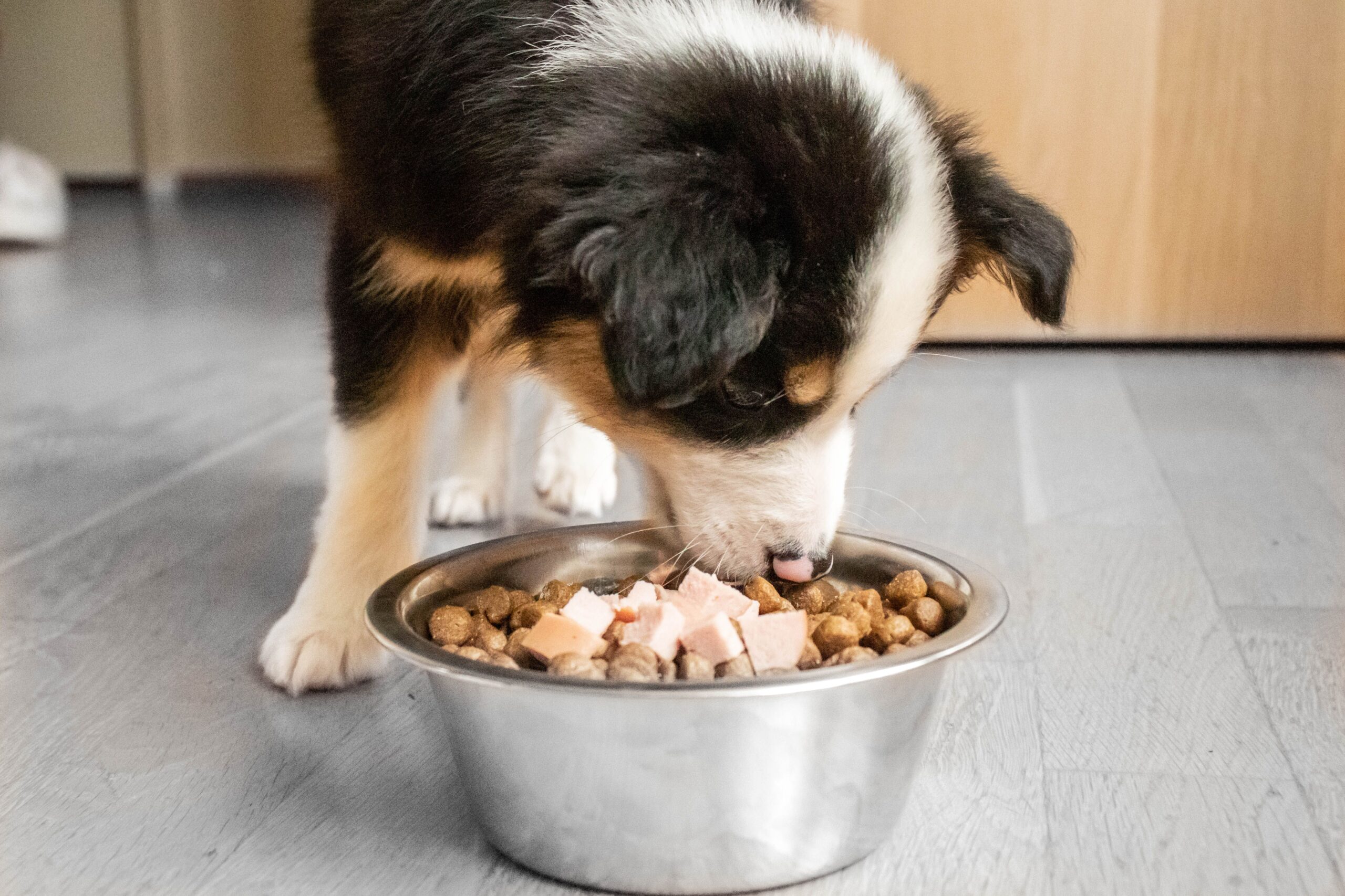 cane che mangia di gusto