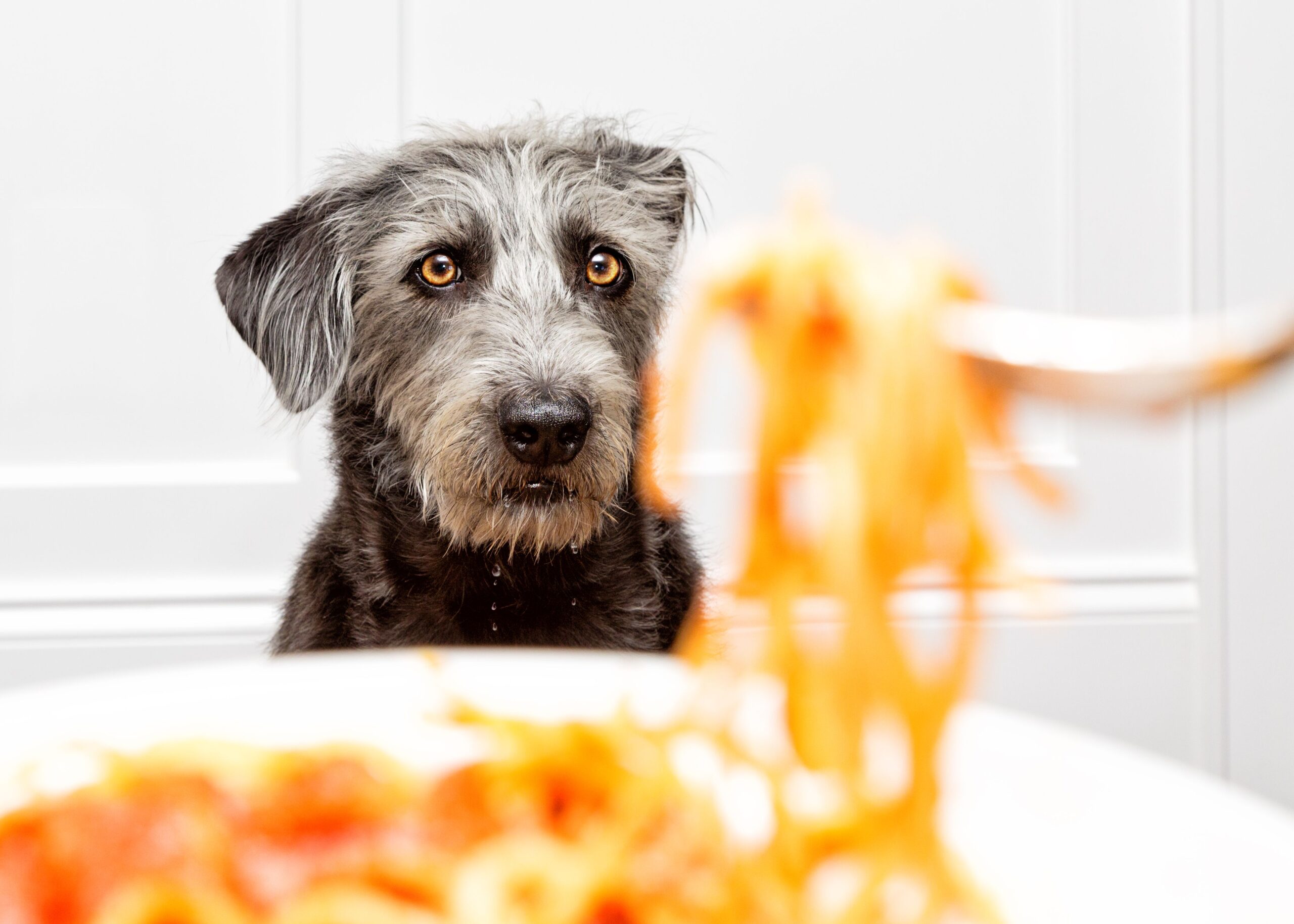 cane guarda la pasta