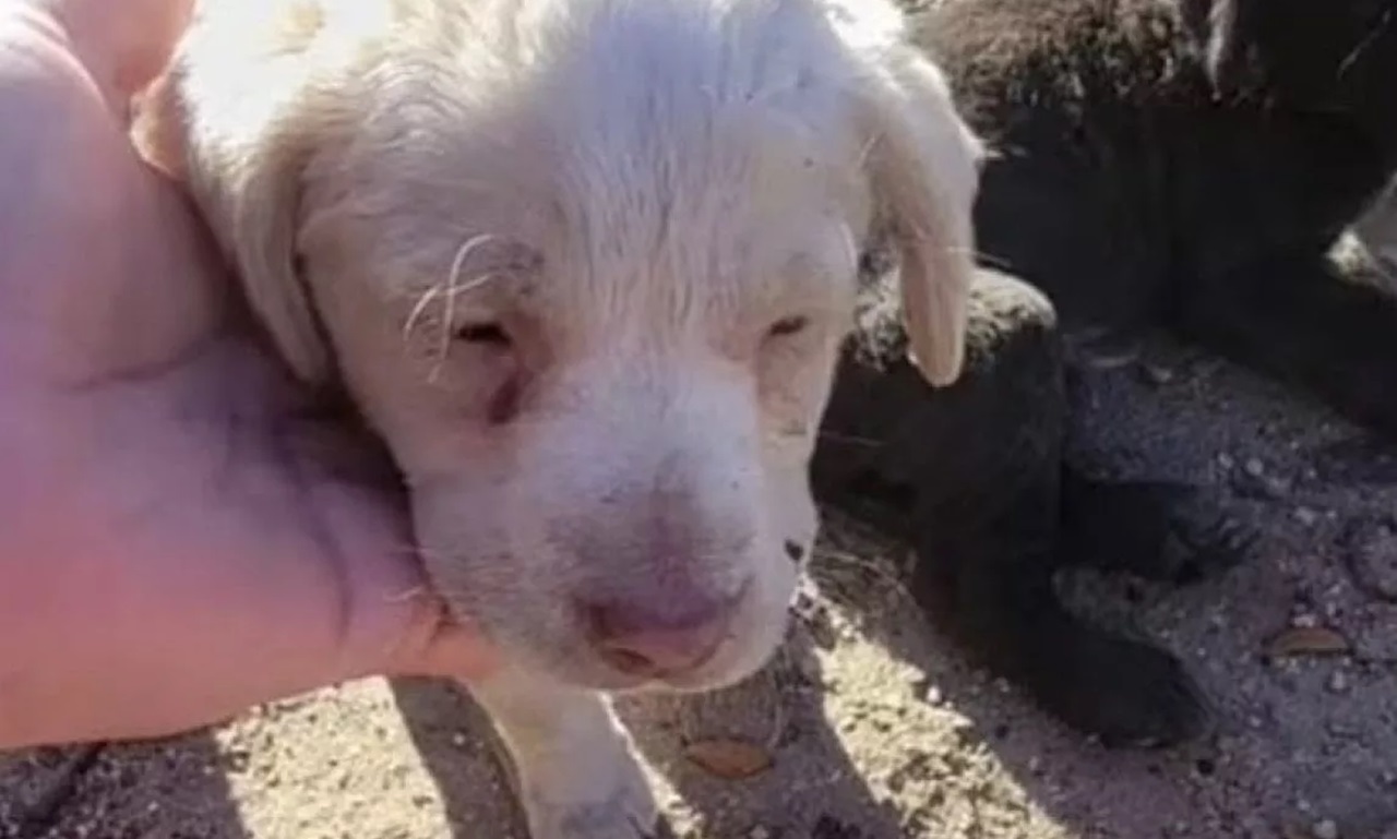 Cucciolo bianco