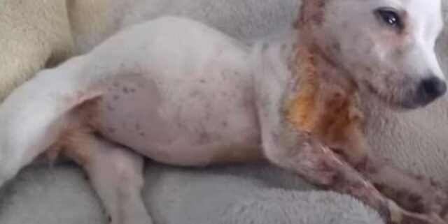 Il cucciolo di appena 1,5 kg è sopravvissuto a una notte gelida e a un incidente: è stato un vero miracolo