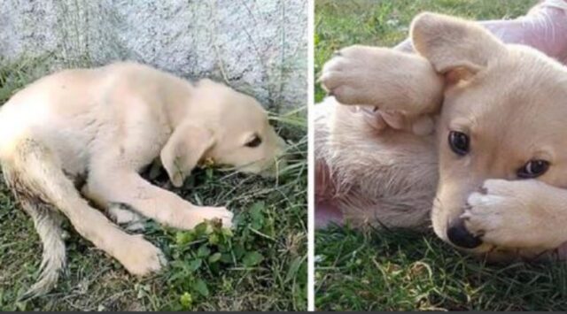 Il cucciolo di cane era terrorizzato: si è trascinato in mezzo all’erba ed è rimasto lì per 15 giorni prima che qualcuno lo vedesse