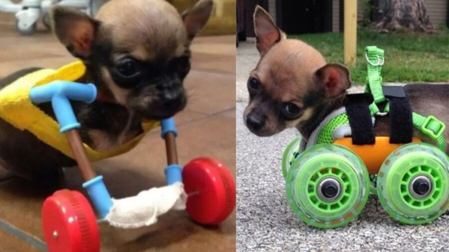 un cucciolo con la sedia a rotelle