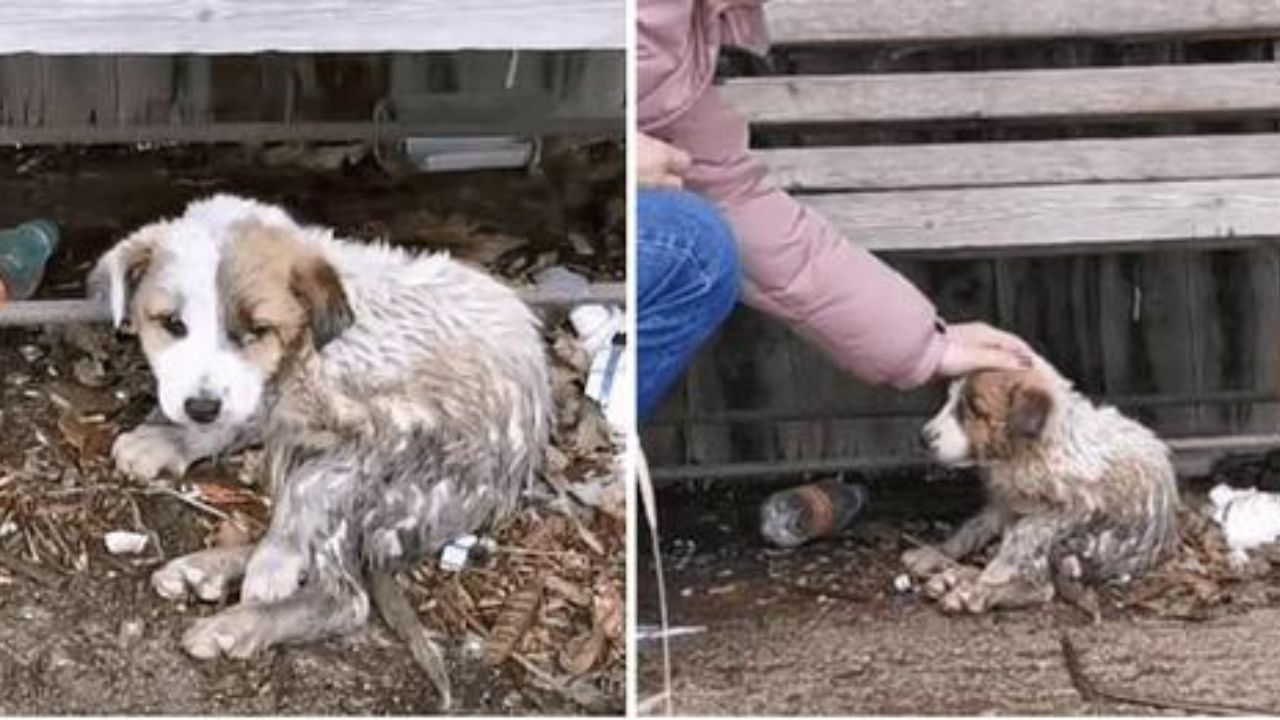 cucciolo di cane malato