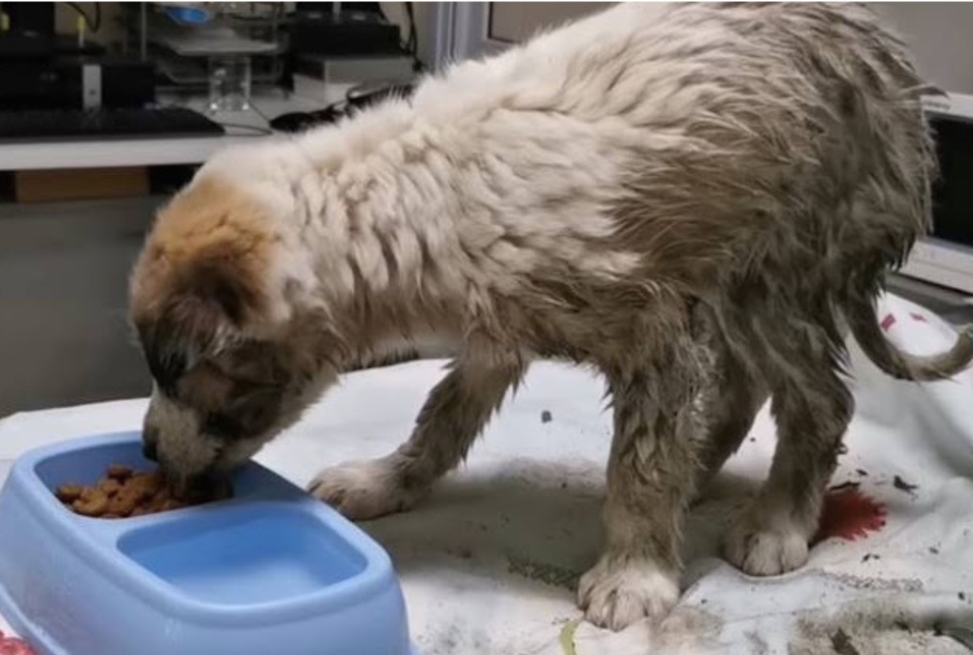 cucciolo di cane malato