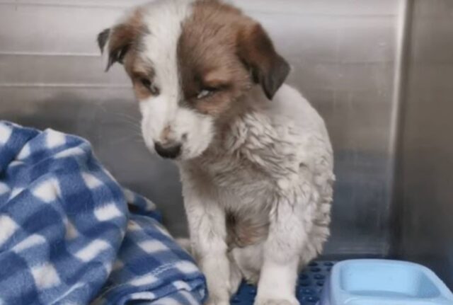 Si era nascosto sotto una panchina sporca e piena di immondizia: poi il cucciolo di cane ha finalmente ricevuto una carezza