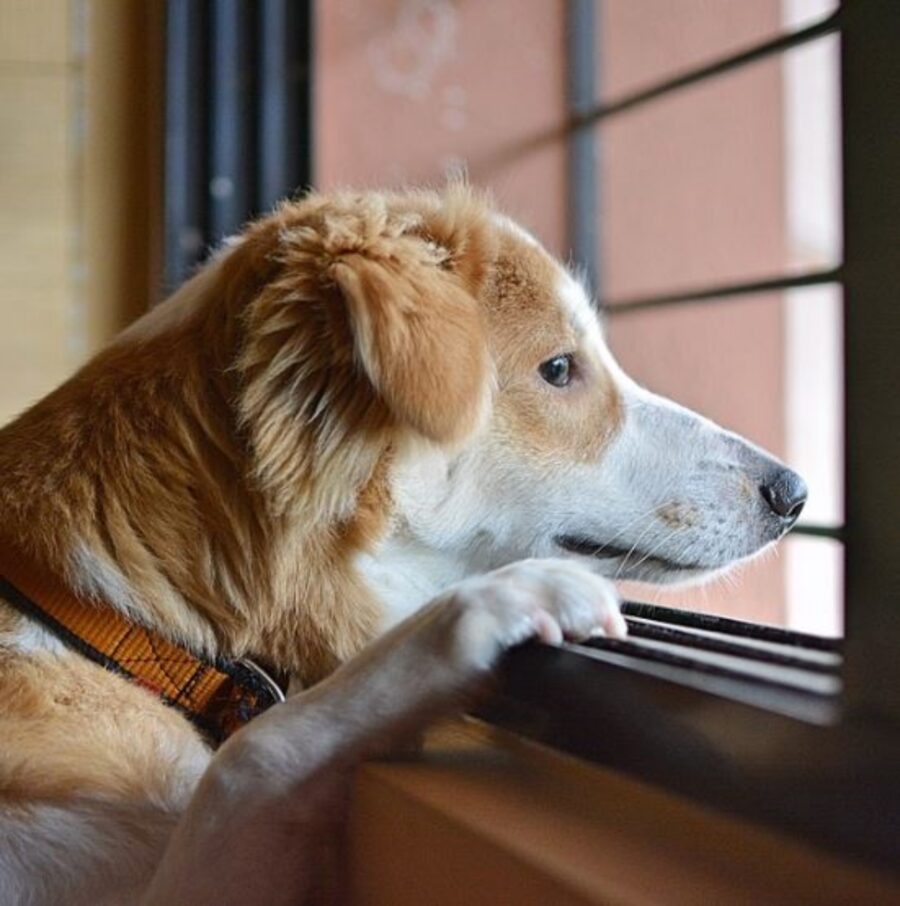 un cane guarda fuori dalla finestra