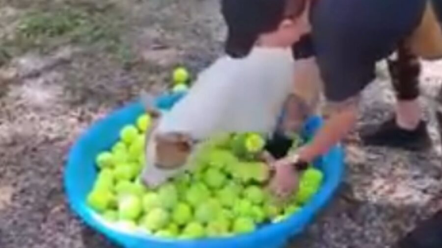 cagnolino con manto a macchie