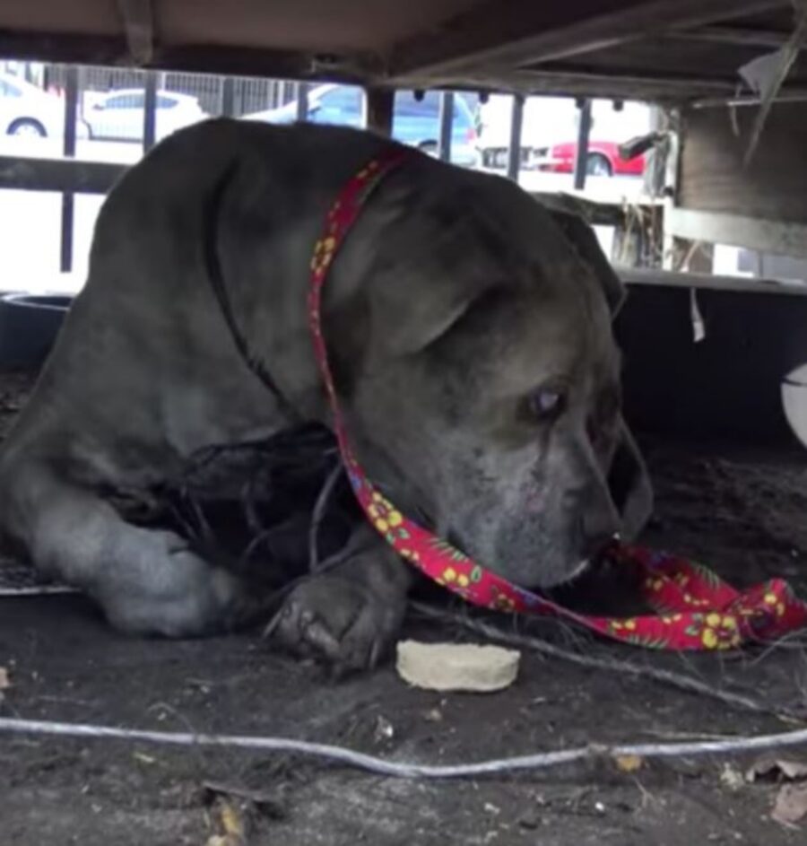 un cane salvato da una discarica